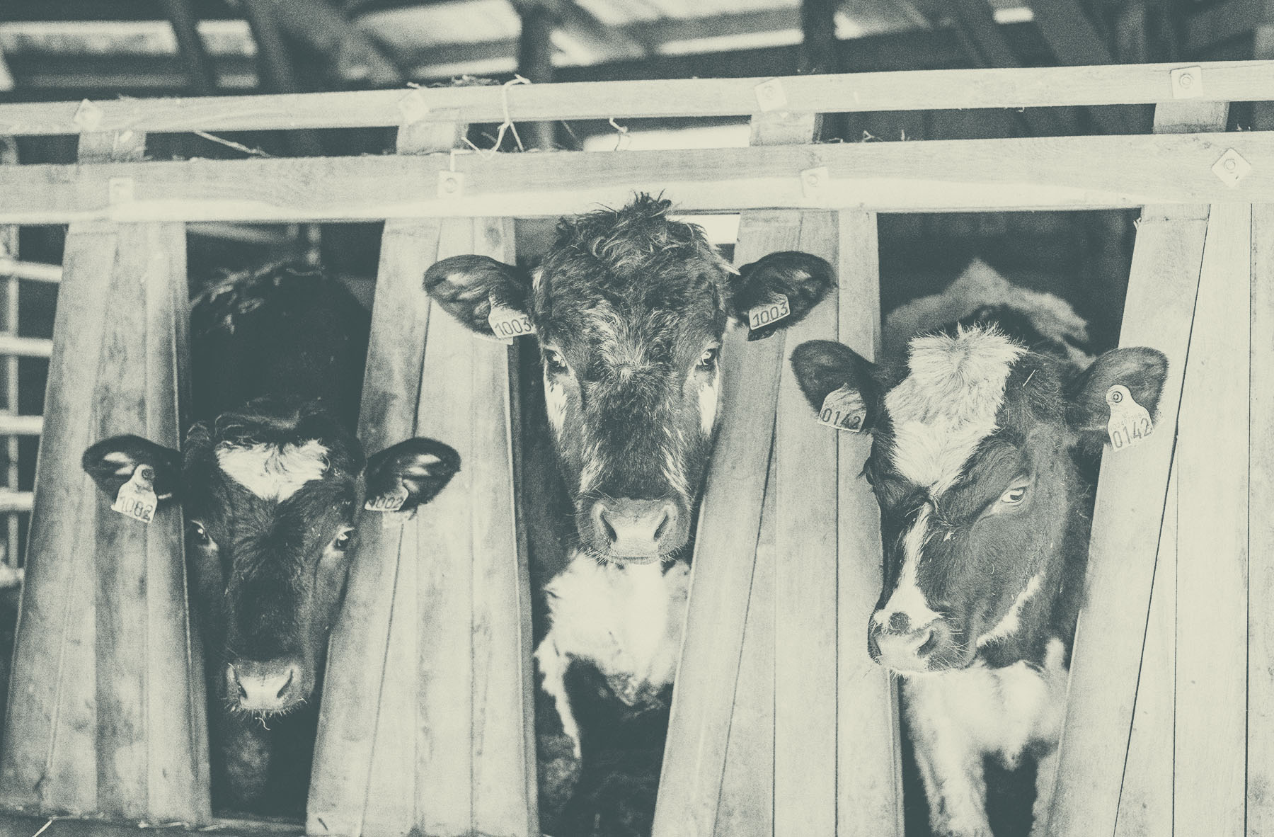 Foto: Tre kyr inne p&aring; l&aring;ven.